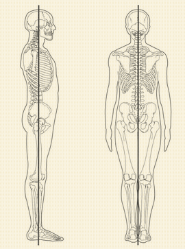 解剖学的基本の肢位