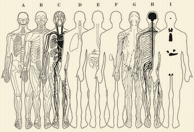 人体の器官